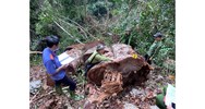 Tội vi phạm các quy định về khai thác, bảo vệ rừng và lâm sản