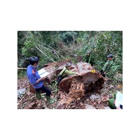 Tội vi phạm các quy định về khai thác, bảo vệ rừng và lâm sản