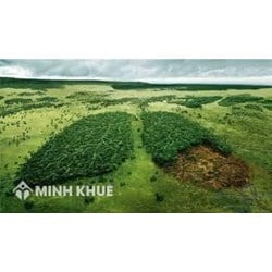 Tội vi phạm các quy định về khai thác, bảo vệ rừng và lâm sản được quy định như thế nào?