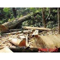 Tội huỷ hoại rừng theo luật hình sự