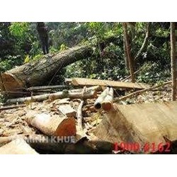Tội huỷ hoại rừng theo luật hình sự