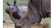 Tội vi phạm quy định về bảo vệ động vật hoang dã Điều 234 BLHS