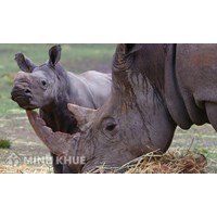 Tội vi phạm quy định về bảo vệ động vật hoang dã Điều 234 BLHS