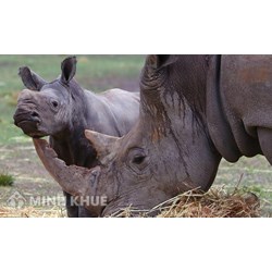 Tội vi phạm quy định về bảo vệ động vật hoang dã Điều 234 BLHS