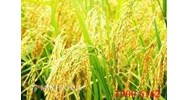 Tư vấn rà soát hợp đồng sản xuất giống lúa lai ?