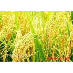 Tư vấn rà soát hợp đồng sản xuất giống lúa lai ?