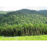 Mức bồi thường đất rừng 50 năm khi nhà nước thu hồi như thế nào?