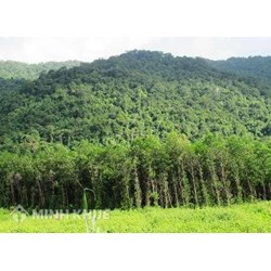 Mức bồi thường đất rừng 50 năm khi nhà nước thu hồi như thế nào?