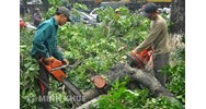 Tư vấn quy định pháp luật về trồng, bảo vệ, chặt phá cây xanh tại Hà Nội ?