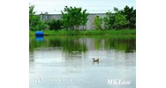 Không giấy tờ gì có đòi lại được đất ao ?