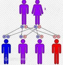 Những người có họ trong phạm vi 4 đời có được kết hôn không ?