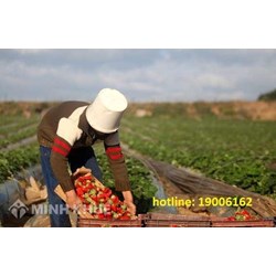 Tư vấn về thuế sử dụng đất nông nghiệp?