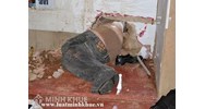 Nghĩa vụ liên đới khi anh ruột trốn khỏi trại giam?