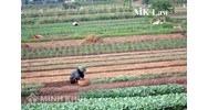 Tư vấn quyền sử dụng đất đối với đất canh tác trên 30 năm ?