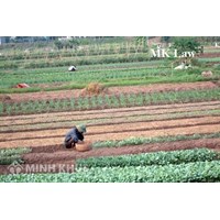 Tư vấn quyền sử dụng đất đối với đất canh tác trên 30 năm ?