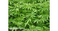 Pháp luật Việt Nam có cấm trồng cây gai dầu ?