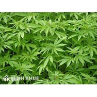 Pháp luật Việt Nam có cấm trồng cây gai dầu ?