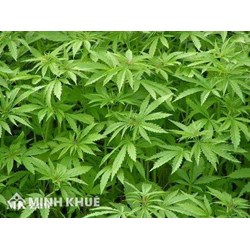 Pháp luật Việt Nam có cấm trồng cây gai dầu ?