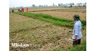 Hướng dẫn thực hiện chính sách dồn điền đổi thửa?