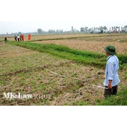 Hướng dẫn thực hiện chính sách dồn điền đổi thửa?