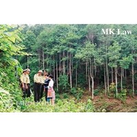 Tư vấn về việc mua phải đất rừng chưa được làm thủ tục chuyển nhượng quyền sử dụng đất ?