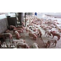 Tư vấn cách xử lý việc nuôi heo gây ô nhiễm môi trường ?