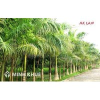 Đưa giá trị cây xanh vào nguyên giá tài sản cố định như thế nào?