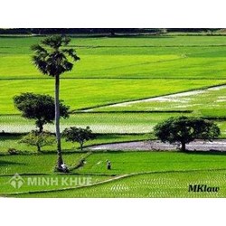  Mức thu thủy lợi phí của hộ không phải thành viên HTX nông nghiệp ?