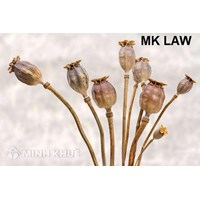 Tư vấn hình phạt của tội vận chuyển 5kg quả thuốc phiện khô ? Tội trồng cây thuốc phiện