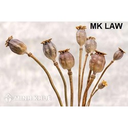 Tư vấn hình phạt của tội vận chuyển 5kg quả thuốc phiện khô ? Tội trồng cây thuốc phiện
