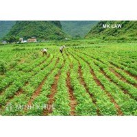 Gia đình tôi phải làm sao để lấy lại được giấy chứng nhận quyền sử dụng đất ?