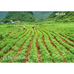 Gia đình tôi phải làm sao để lấy lại được giấy chứng nhận quyền sử dụng đất ?