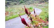 Tư vấn pháp luật về việc hiến đất làm đường đi chung?