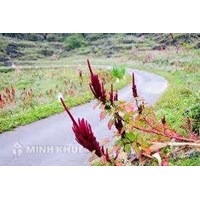Tư vấn pháp luật về việc hiến đất làm đường đi chung?