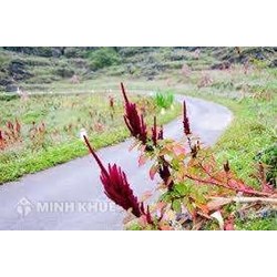 Tư vấn pháp luật về việc hiến đất làm đường đi chung?