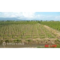 Tư vấn chuyển mục đích đất chưa sử dụng?
