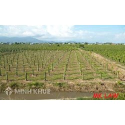 Tư vấn chuyển mục đích đất chưa sử dụng?