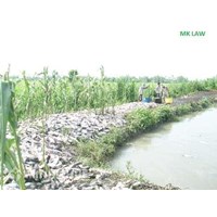 Vấn đề trách nhiệm hình sự của người thực hiện hành vi đổ thuốc sâu xuống đồng nuôi thủy sản ?