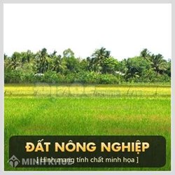 Hộ gia đình có được chuyển nhượng đất nông nghiệp không ?