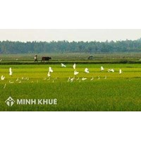 Cá nhân có bị hạn chế sử dụng diện tích đất nông nghiệp hay không ? Cho thuê diện tích đất trồng lúa có hợp pháp không ?