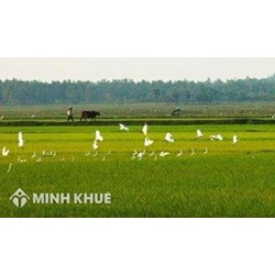 Cá nhân có bị hạn chế sử dụng diện tích đất nông nghiệp hay không ? Cho thuê diện tích đất trồng lúa có hợp pháp không ?