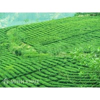Hỏi đáp về quyền sử dụng đất ?