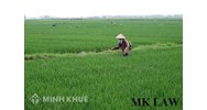 Đòi lại lối đi đất ruộng?