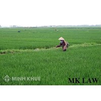 Đòi lại lối đi đất ruộng?