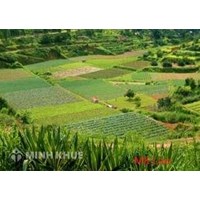 Tư vấn về các thủ tục liên quan đến đất đai ?