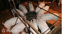 Mở trang trại chăn nuôi có phải đăng ký kinh doanh không?