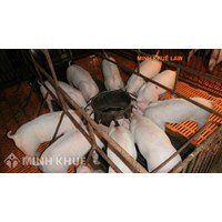 Có phải đăng ký hộ chăn nuôi không?