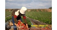 Chuyển đổi mục đích sử dụng đất từ đất vườn thành đất thổ cư? Phí chuyển mục đích sử dụng đất ?