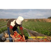 Chuyển đổi mục đích sử dụng đất từ đất vườn thành đất thổ cư? Phí chuyển mục đích sử dụng đất ?