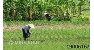 Phân biệt đất ở và đất vườn theo quy định của luật đất đai?